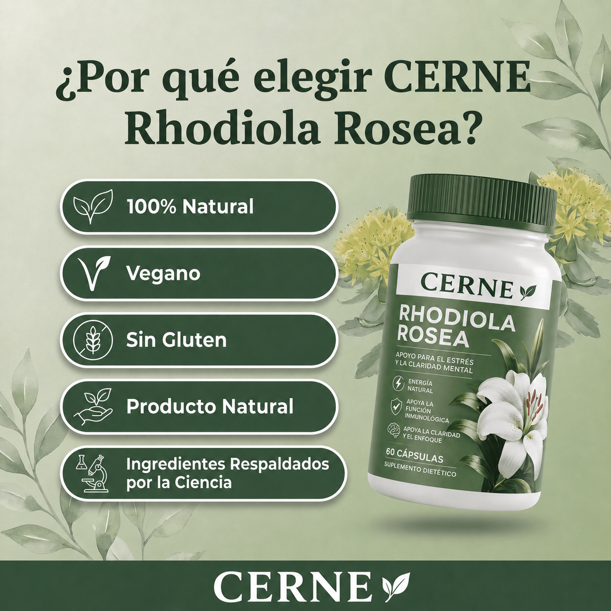 Rhodiola Rosea